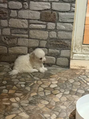 Maltese Puppy for sale