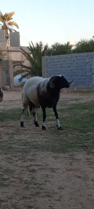 الله يبارك