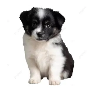 كلبه البوميرنان