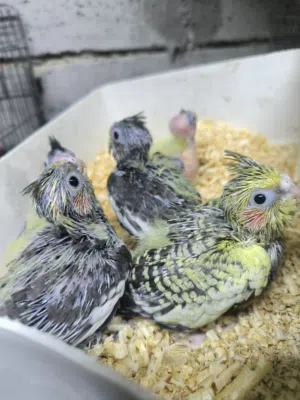 فراخ للزق اليدوي وموجود جوز شغال اهالي فراخ التفاصيل بالوصف