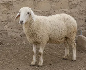 لحام أضاحي