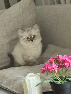 Pure Ragdoll Kitten