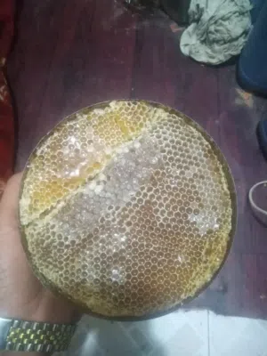 النحال الحضرمي للعسل اليمني بجميع انواعه أفخر انواع العسل اليمني
