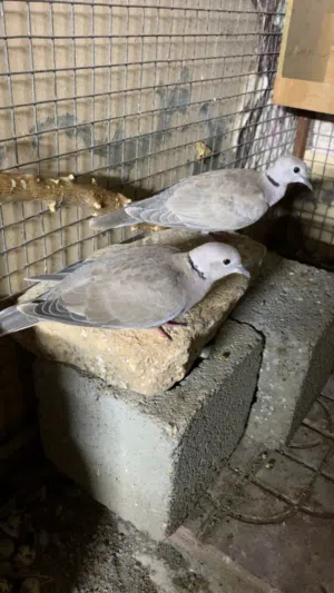 سلام عليكم عفاد محلي