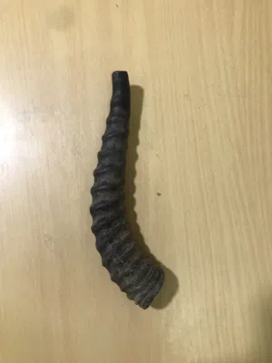 قرن غزال ديماني