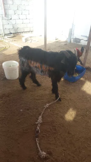 البيع تيس عماني العمر سنتين ونص