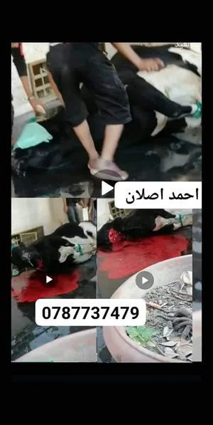 ‏غنم‏0