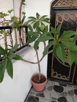 نبات ياسمين هندي