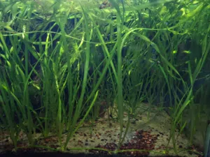 Algie moss and plants for sale