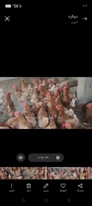 جاج براون بياض عمر 9 شهور