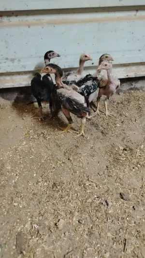 دجاج ودياكه للبيع بكستانيات اصل ب الجمله