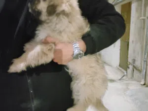 كلب مالتيبو للبيع… صحته 100بالميه العمر شهرين