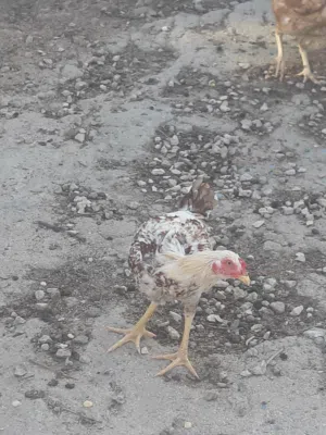 دجاج باكستاني سندي