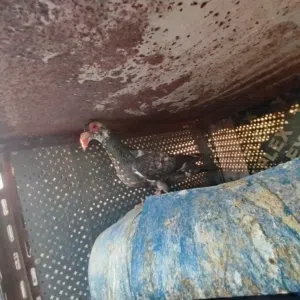 جوزين شغالات
