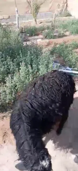 كبش عماني اسود فول سمنه تبارك الله