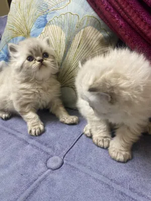 قطط هملايا ذكر عمر شهرين