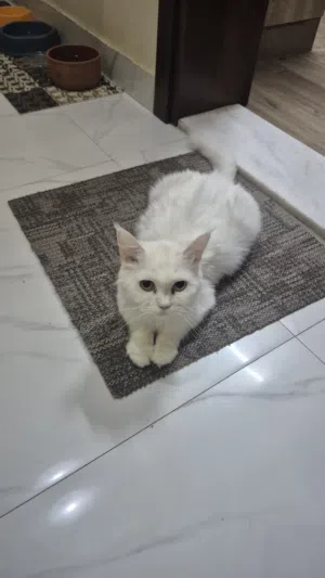 she is female vaccinated trained