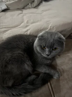 قطه ذكر لطيف جدا