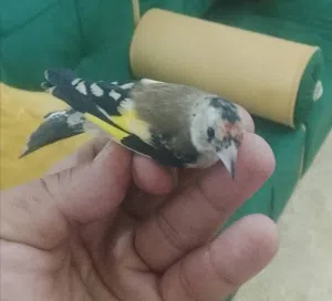 طوار قرديل ذكر