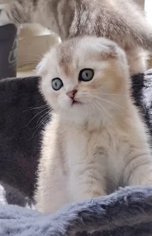قطط من اصول مميزه واصيله
