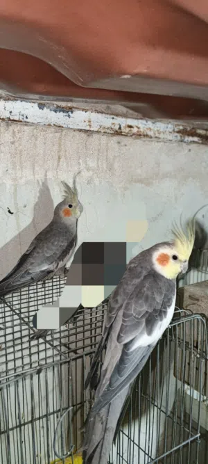 كوبية كوكتيل حبشية للبيع مسوقرة
