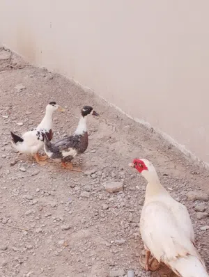 بط 3 انثاتين محليات وذكر مصري