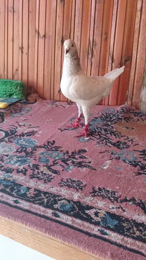 مخلف صلاة النبي