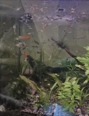 guppy 3pc 1 rial assassin snail 2pc 1 rial plants stumb 0.200 bz colour shrimps 3pc 1 rial