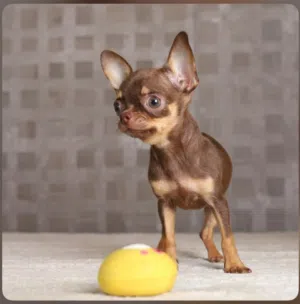 sale dog 3 month كلب تشيواوا تي كب