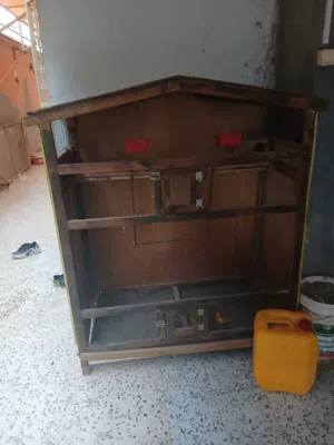 كوبية اورنج