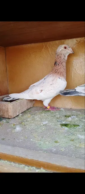 جوز زواجل شغال