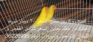 طيور روز المواصفات في الصوره أفضل سعر زوج جميل إلى محبين التميز و الأنتاج القوي الصحي أفضل صحة