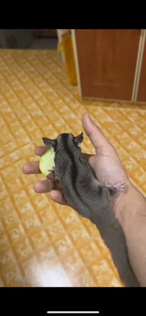 سوقر جلايدر