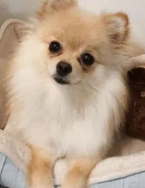 Pomeranian dog for sale.. female