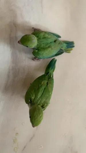 اريد فروخ دره