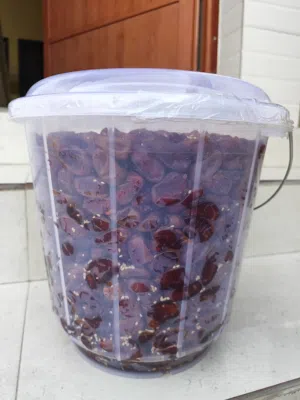 تمر خلاص ولاية الرستاق