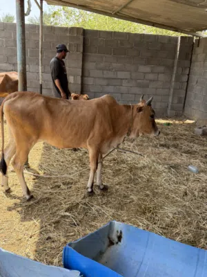 موجودات بقرتبن فول سمنه
