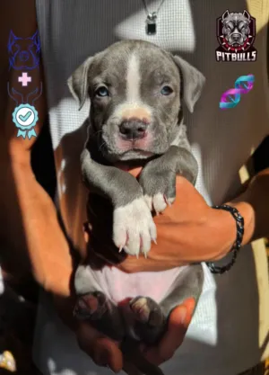 جراء بيتبول Pitbull puppy