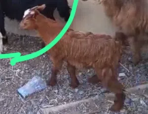 للبيع صخل سمنته فوق الوسط