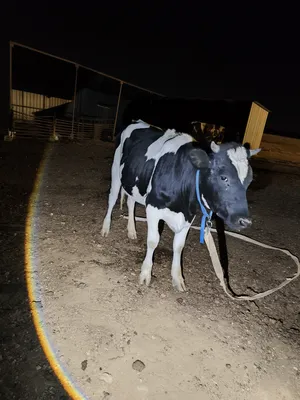 ‏أبقار‏0