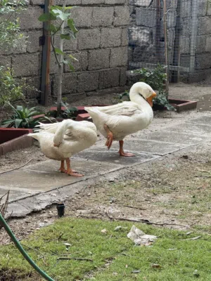 زوج وز ابيض وزوج بشوش للبيع