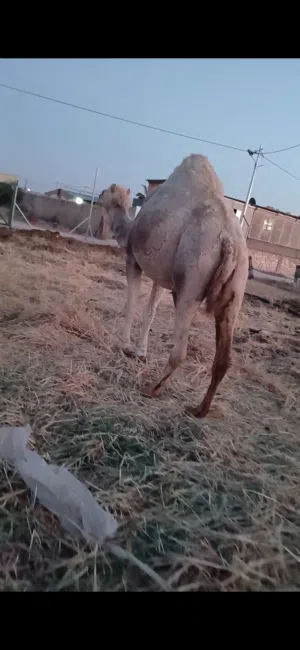 ناقه ضحيه نخب أول