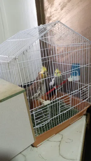 متاح جوز كوكتيل