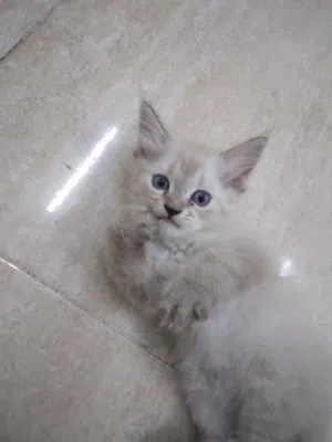 ذكر هملايا العمر شهر و نص