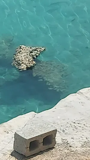 براد للبيع