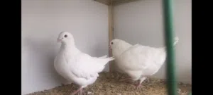 كوبيه لاحم فرنسي