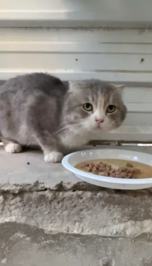قطط للتبني