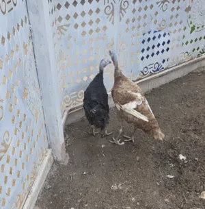 فسيفس للبيع العدد 2