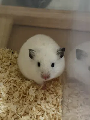 Adult Syrian Hamsters looking for good homes