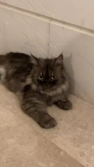 قطه للتبني